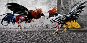 Cách Chơi Đá Gà GA28 Tại Kubet Bí Kíp Cho Người Mới Thành Công