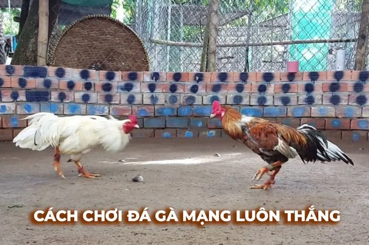 Cách Chơi Đá Gà Sabong Tại Kubet Bí Quyết Thắng Lớn Cho Người Mới