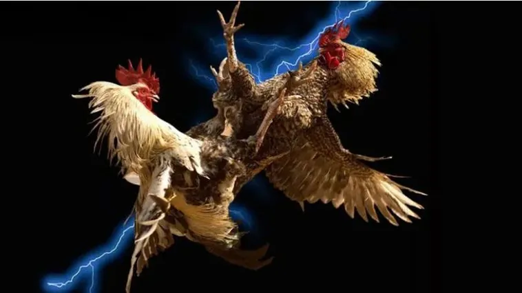 Hướng Dẫn Cách Chơi Đá Gà WS168 Tại Kubet Hiệu Quả Nhất