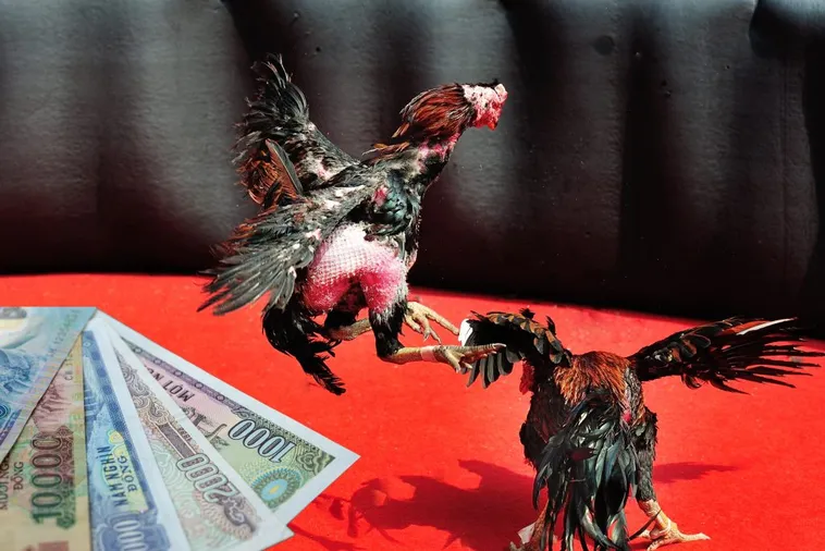 Cách Chơi Đá Gà Sabong Tại Kubet Bí Quyết Thắng Lớn Cho Người Mới